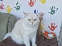 BRİTİSH SHORTHAİR PAMUĞA YENİ YUVA