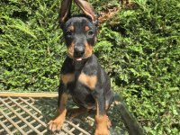 Orjinal Doberman Köpekleri