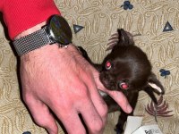 EN MİNİ BOY TEACUP CHİHUAHUA BEBEKLER