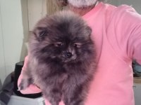 Orijinal pomeranian boo