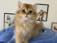 Ankarada ziyarete açık british longhair ve shorthair ler