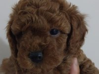 KORE KAN TOY POODLE