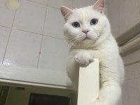 Erkek british shorthair kedimize çiftleştirmek için dişi