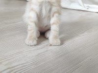 Tontiğe ve yavrularına yuva arıyorum tekir