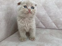 Minik kutup ayısı bebiş british shorthair