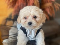 Safkan orijinal Maltipoo yavrularımız