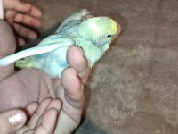 ev üretimi yavru muhabbet kuşları