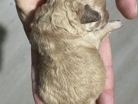 Apricot renk teacup dişi kg garantili poodle