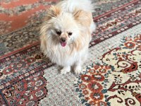 2 Yaşında Dişi Pomeranian Doğum Tecrübeli