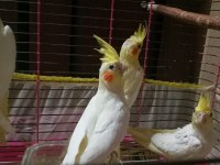 Evcil Yavru Sultan Papağanı