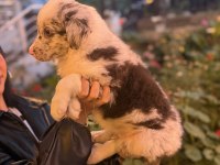Zeki ve oyuncu Border Collie yavru