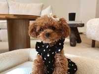 Kendi köpüşümün gerçek kore ve toy poodle bebekler