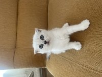 ANNE BABA FULL ŞECERELİ SCOTTİSH FOLD BEBİŞ