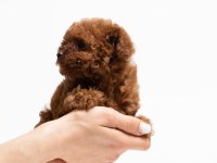 A kalite toy poodle yavrularımız