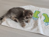 Sağlıklı yeterince anne sütü almış bebek kediler