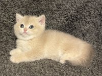 Anne Baba Şecereli Blue Golden AY12 Dişi Safkan British