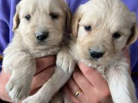 Safkan Baby Face Golden Retriever Yavrularımız