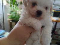 Maltese Terrier Adrese Teslim, Kapıda Ödeme Yapabilirsiniz