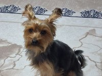 Yakışıklı erkek yorkshire terrier
