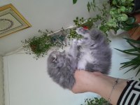 Scottish fold erkek kedimiz