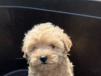 IRK GARANTİLİ MALTİPOO YAVRULARI