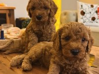 Güzel poodle kızımız