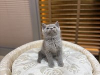 Britsh shorthair kedisi