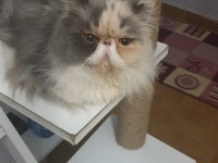 Exotic Heyzil kızımı sahiplendiriyorum