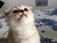 Safkan Scottish fold erkek kedimiz