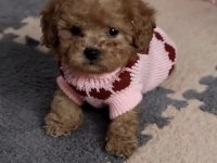 Toy Poodle Safkan Köpeğimiz