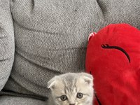 Yavru scottish fold kedilerim