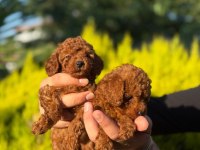 Toy Poodle Yavrularımız
