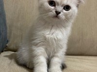 SCOTTİSH STRAİGHT KEDİMİZ YENİ YUVASINI ARIYOR