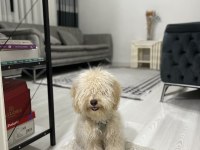 8 aylık maltipoo
