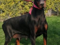 Safkan Doberman yavrularımız