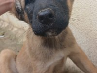 Sarı anadolu çoban köpeği