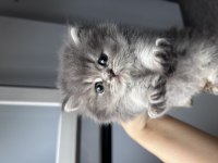 Bebek british longhair kedimiz