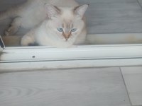 8 aylık mila