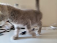 Cok uyguna maviş gözlü british shorthair yavru