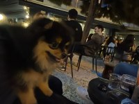 Pomeranian boo