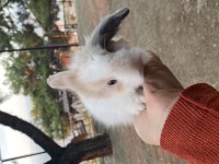 HOLLANDA LOP YAVRU TAVŞANLARIMIZ