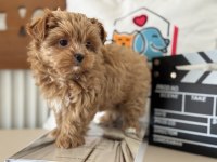 Tea cup morkie yavrmuz yeni evine gitmeye hazır