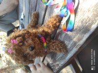 Show Güzellikte Kore Poodle Kızım 800 Gram