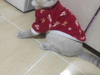 Scottish fold oğluma çiftleşmek için dişi kız arıyoruz