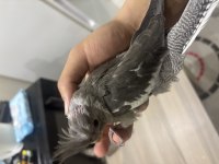 Çok Tatlı Yavru Sultanlar Albino Ve Wf Çifti