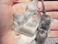 Lab - Rat - Dumbo Rat - Panda Mice Adrese Teslim Mevcut