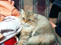 British longhair golden tabby