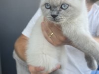 BRİTİSH SHORTHAİR BLUE POİNT KEDİMİZ