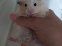 Saf teddy yavru hamster (açıklama)