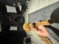 Kore dişi poodle